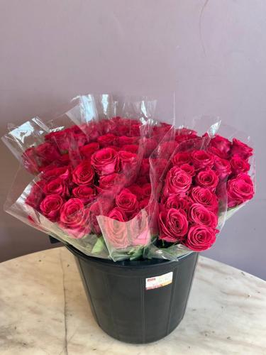 روز فوشيا - Rose Fushia