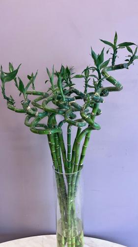 بامبو - Bamboo