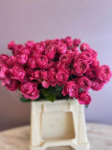 جاردن سبراي -Garden Spray Rose Julieta Cerise