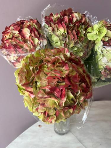 هايدرنجا تفاحي -Hydrangea