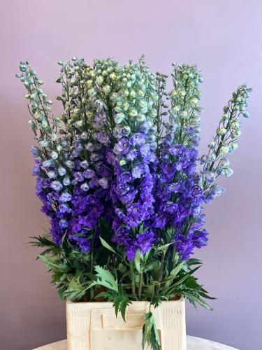 دلفنيوم موف غامق - Delphinium dark Purple