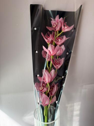 سامبيديوم بنك - Cymbidium Pink