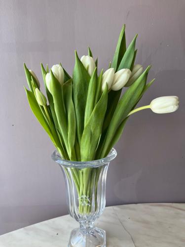 توليب ابيض Tulip White