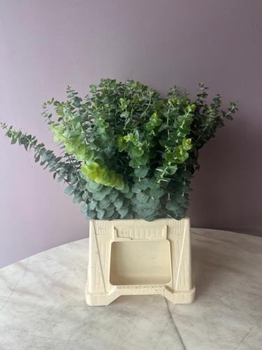 كلبتوس بلو - Eucalyptus Baby Blue