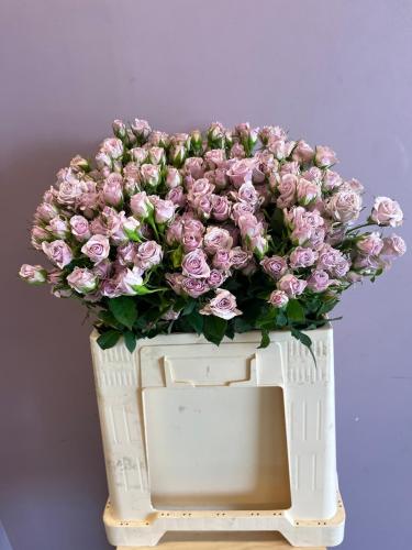 سبري روز - Spray Rose Lavender Queen