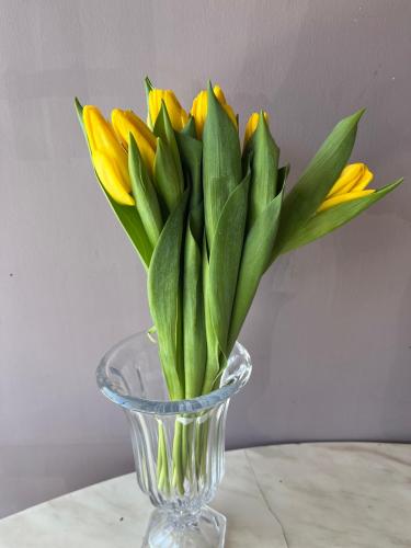 توليب اصفر - Tulip yellow