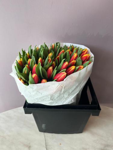 توليب - Tulip
