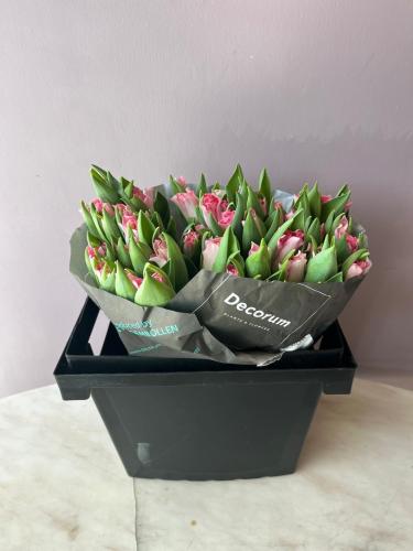 توليب بينك - Tulip pink