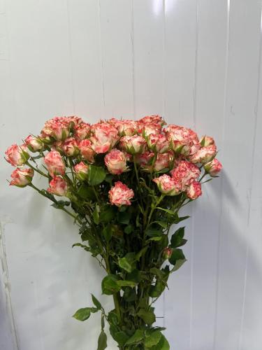 جاردن سبراي روز -Garden Spray Rose Trendsetter
