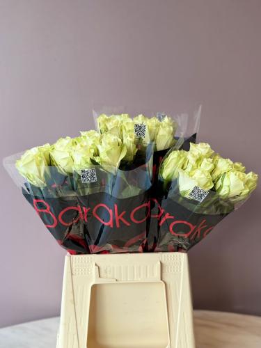 روز ابيض اثينا - Rose white Atina