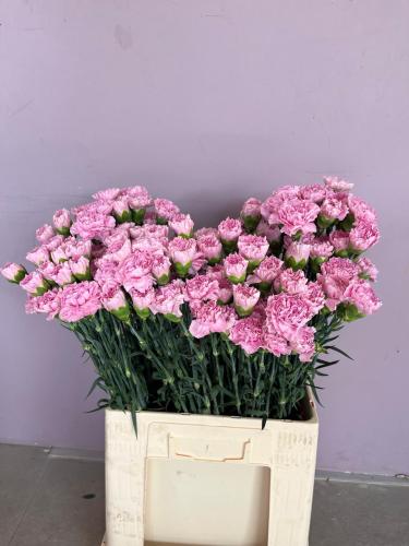 كورنيشن زهري - Carnation pink
