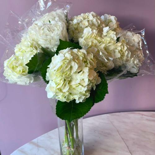 هايدرنجا ابيض - Hydrangea White