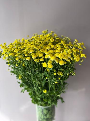 كريسنتوم -Chrysanthemum Holland