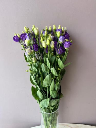ليسانتوس موف - Lisianthus Dark Purple