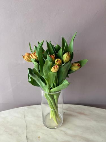 توليب اورنج - Tulip orange