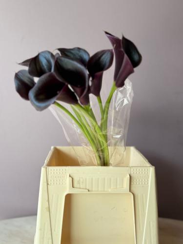 كالا - Calla Black