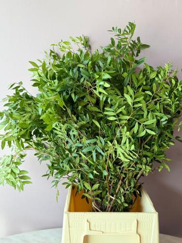 باستيكا - Pistacia SP (leaf)