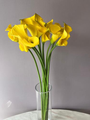 كالا اصفر - Calla yellow