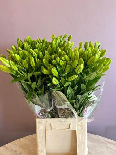ليليوم ارنتال ابيض -LiLy Or White