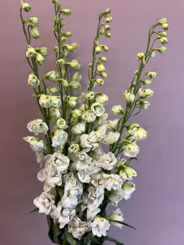 دلفنيوم ابيض - Delphinium White
