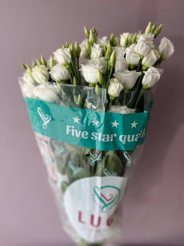 Lisianthus White