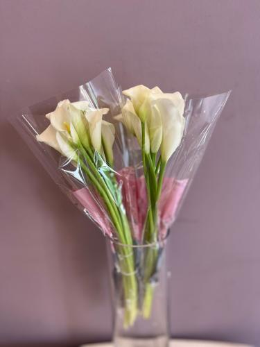 كالا ابيض - Calla White
