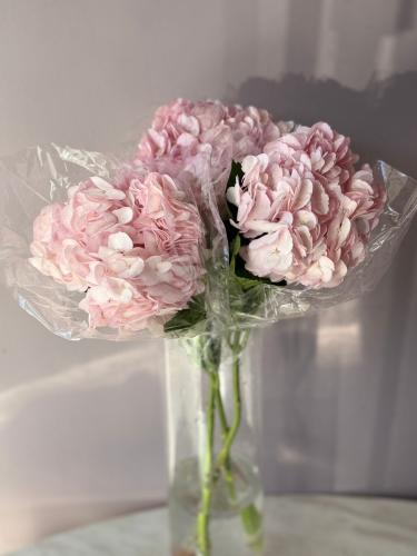 هايدرنجا بنك فاتح - Hydrangea Light Pink