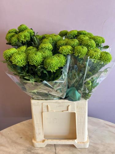 كريسنتوم ديكو - Chrysanthemum Deco