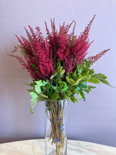 استلبي - Astillbe