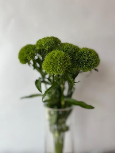جرين بول - Dianthus Green KE