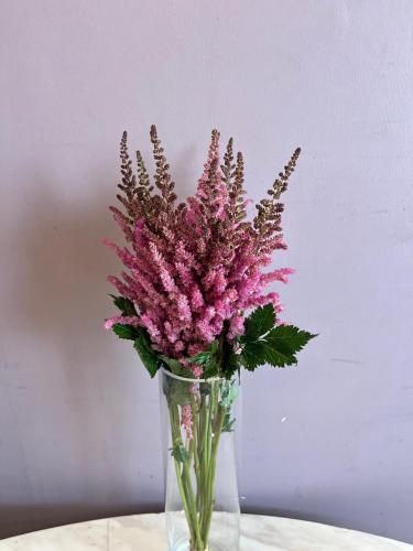 استلبي - Astillbe