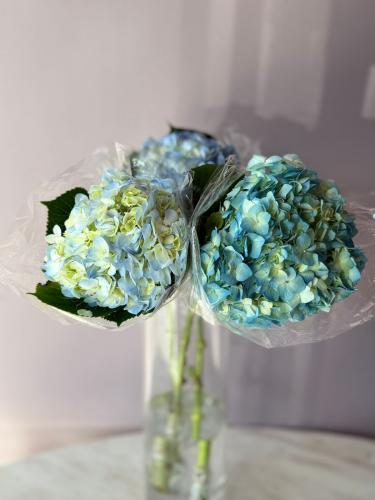 هايدرنجا ازرق فاتح - Hydrangea Light Blue