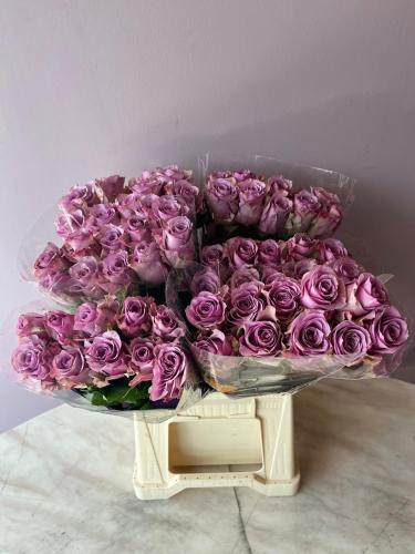 روز موف - Rose Purple