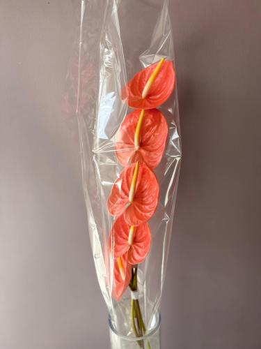 انتوريوم زهري - Anthurium pink