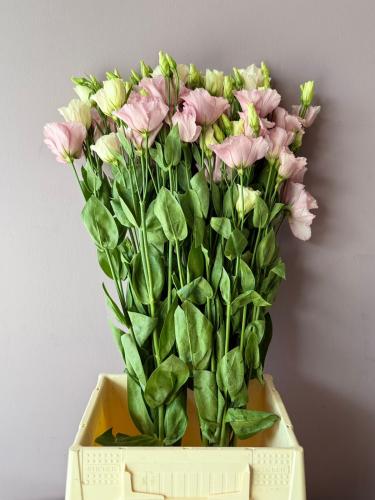 ليسانتوس بنك فاتح - Lisianthus Light Pink