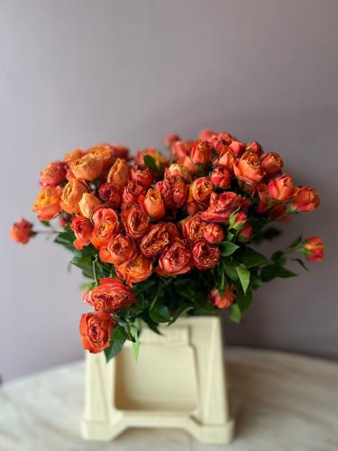 سبراي روز جاردن- Garden Spray Rose Trendsetter