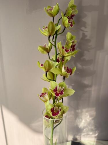 سامبيديوم اخضر - Cymbidium Green