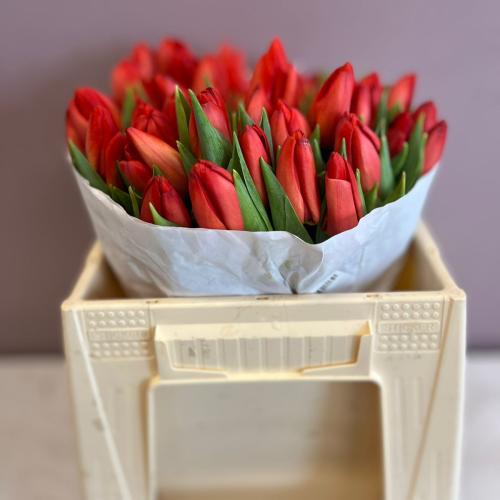 توليب احمر فاتح - Tulip Light Red