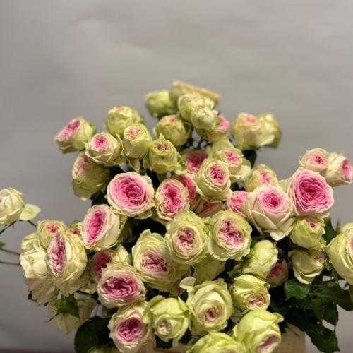 سبراي روز جاردن- Garden Spray Rose Trendsetter