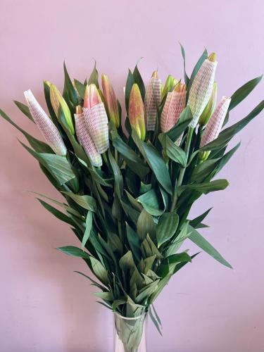 ليليوم ارنتال بينك - LiLy Or Pink