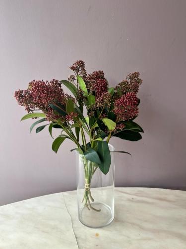 سكيميا احمر - Skimmia Red