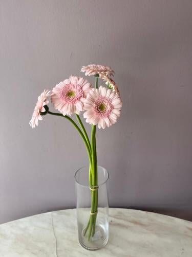 Gerbera Light pink