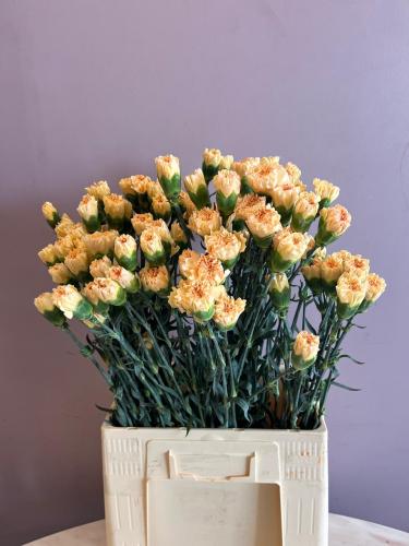 كورنيشن خربزي - Carnation