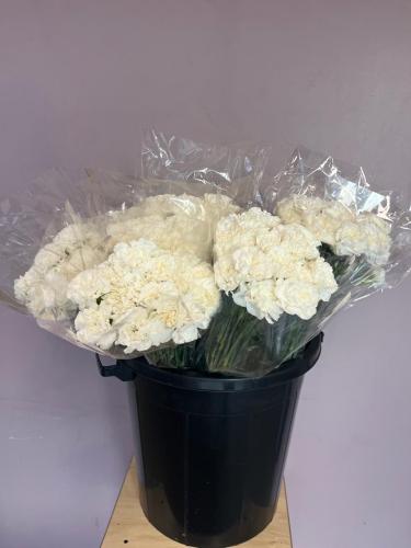 White Carnation
