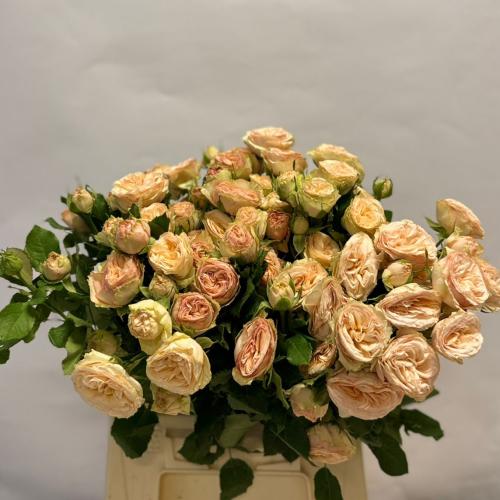 جاردن سبراي روز - Garden Spray Rose Trendsetter