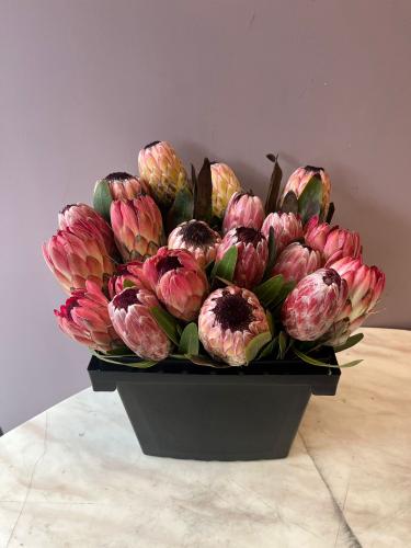 Protea