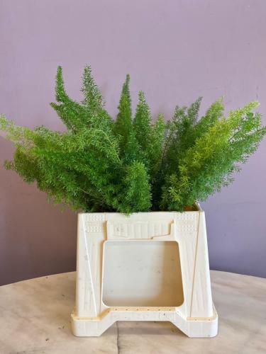 اسبراقوس - Asparagus