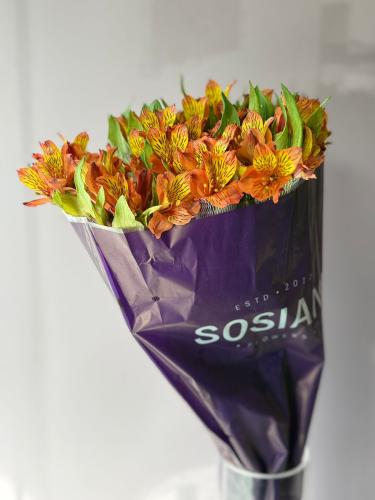 الستروميريا اورنج - Alstroemeria ornge