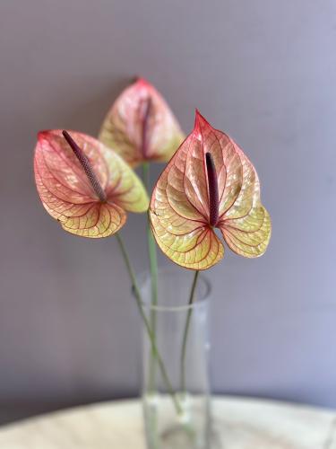 انتوريوم -Anthurium