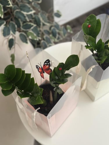 نبتة الزاميا